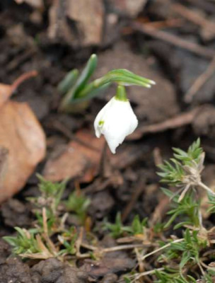 Galanthus_Flore_Pleno-349-klein.jpg