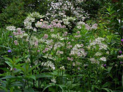 2021-06-30 Westen (2).JPG