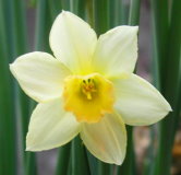 Narcissus___1______________-Narzisse-.JPG