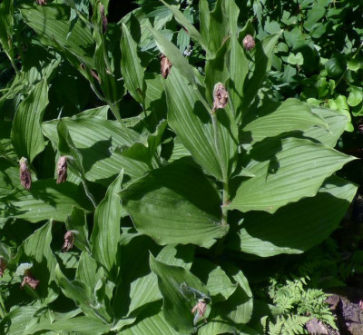 C.reginae 3.July.jpg