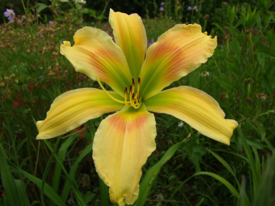2021_0403JulianfangHems0111.JPG