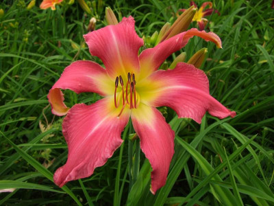 2021_0403JulianfangHems0135.JPG