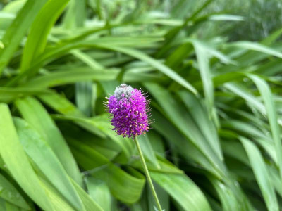 Dalea purpurea Juli 2021.jpg