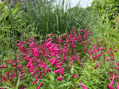 Penstemon Garnet Juli 2021.jpg