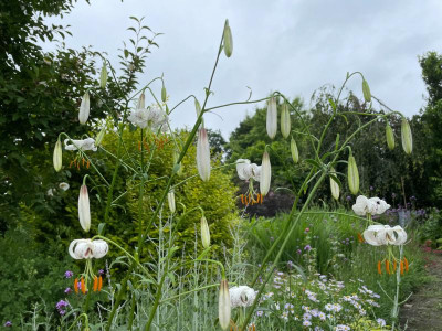 Lilium lankongense Juli 2021.jpg