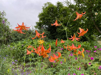 Lilium canadense Juli 2021.jpg