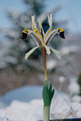 Iris_rosenbachiana_Varzob.jpg