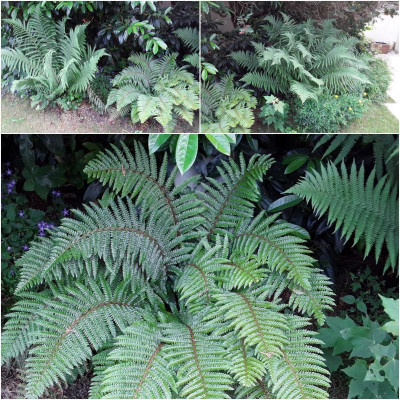 FarneDrypteris.jpg