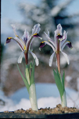 Iris_rosenbachiana_ex_Sixtus.jpg