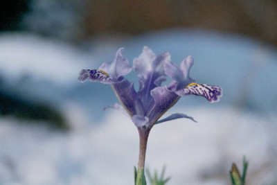 Iris_stenophylla_subsp_allisonii.jpg