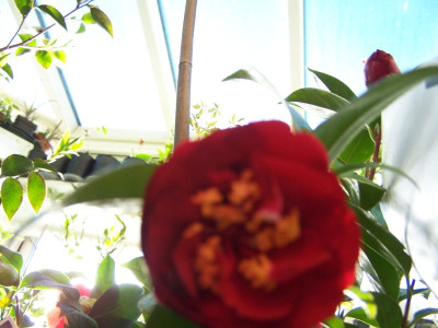 100_0854_Camellia_jap._Maroon_and_Gold_flou_Farbe_richtig__800.jpg