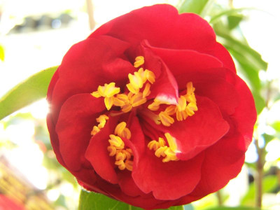 100_0855_Camellia_jap._Maroon_and_Gold__800.jpg