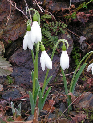 Galanthus_monost_075.jpg