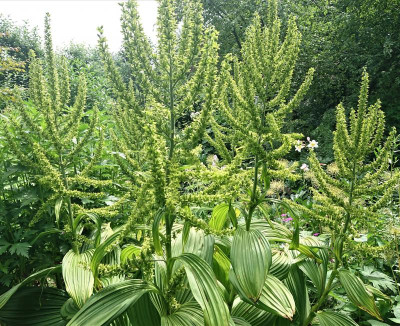 Veratrum.JPG