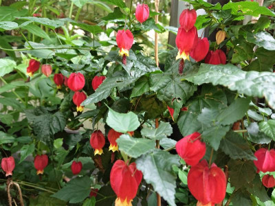 Abutilon megapotamicum.JPG