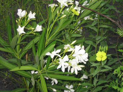 IMG_2367a.jpgWeisser_Oleander.jpg