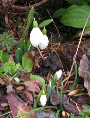 Galanthus_Box_Hill_084.jpg