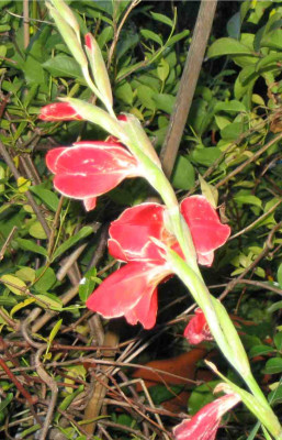 IMG_4732a.jpgGladiolus.jpg