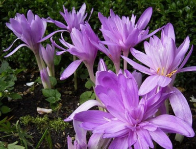 Waterlily2k.jpg