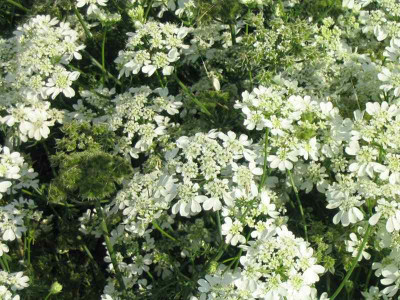 IMG_2410o.jpgOrlaya_grandiflora.jpg