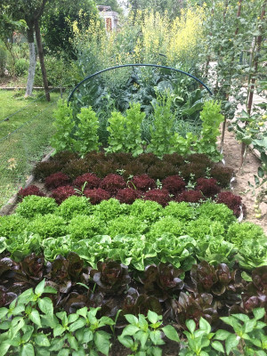 Salat 210704.JPG