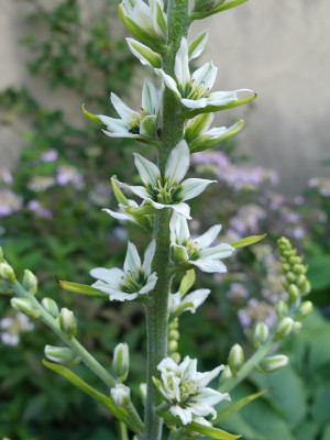 2021-07-04 Veratrum californicum 1.jpg