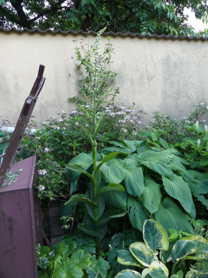 2021-07-04 Veratrum californicum 2.jpg