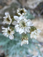 Acaena_-1Stachelnuchen-.JPG