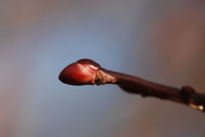 knospe_01_jan.jpg