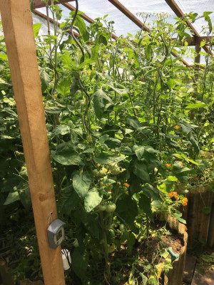Tomatenwald.JPG