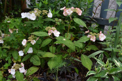 Hydrangea_serrata-Kiyosumi.21-1.jpg