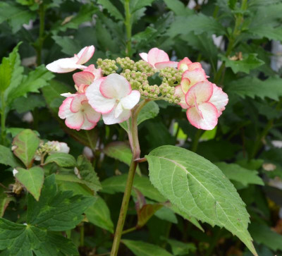 Hydrangea_serrata-Kiyosumi.21-2.jpg