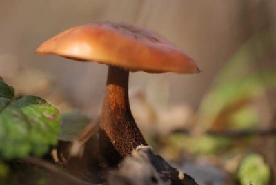 janu_pilz_01.jpg
