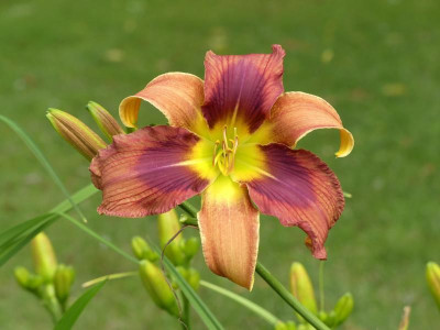 2021_0705JulianfangHemsHems0053.jpg