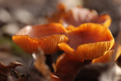 janu_pilz_02.jpg