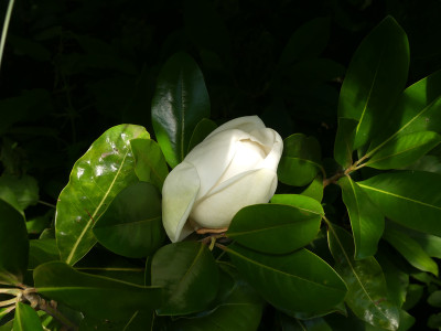 2021-07-05 Magnolia 'Maryland'.jpg