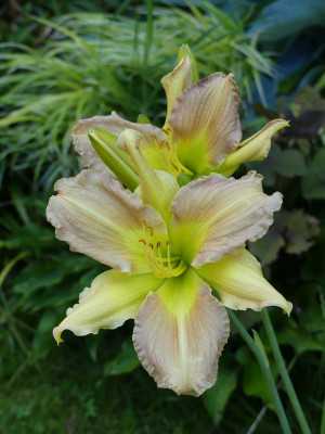 2021-07-05 Hemerocallis 'Prague Spring' 2.jpg