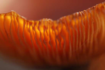janu_pilz_04.jpg
