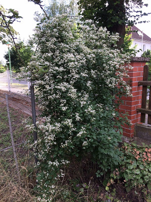 2021-07-05 Clem. mandshurica nana.JPG