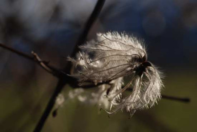 clematis_janu_01.jpg