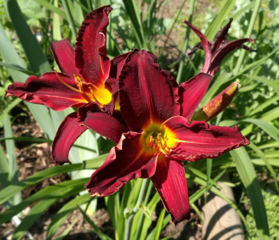 Hemerocallis_Ariane1_rot_20210702_160357_B.jpg