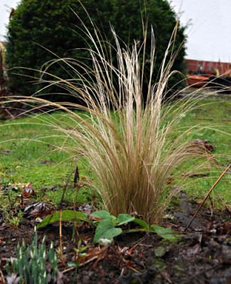Stipa-tenuissima-Jan-Regen-.jpg