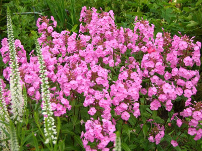 2021_0403JulianfangHems0040.JPG