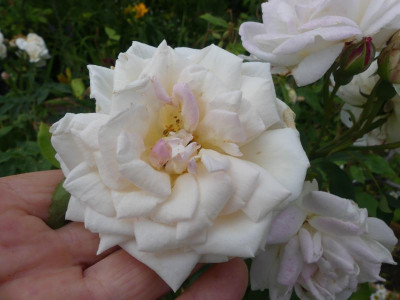 2021_0705JulianfangHemsHems0030.JPG