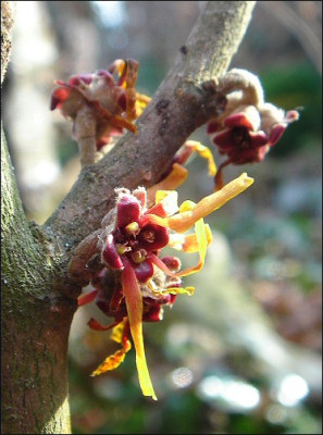 Hamamelis_Rochester.jpg