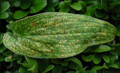 Blatt_T._formosana.JPG