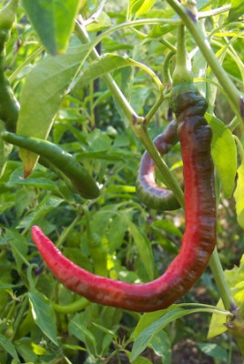 chili_joes_long_3.jpg
