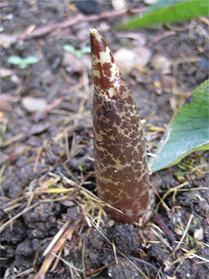 Dracunculus_vulgaris08.jpg