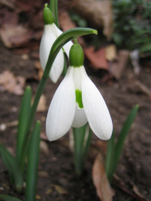 galanthus_Atkinsii_9220.jpg