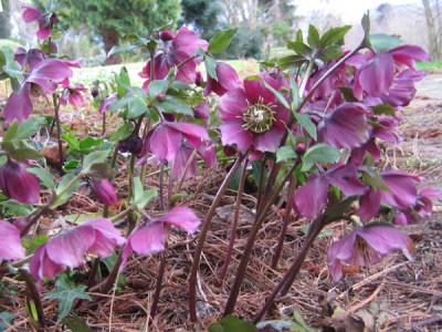 helleborus_9214.jpg